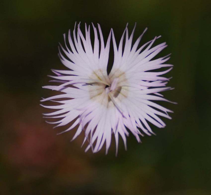 sempre da Campocecina Dianthus monspessulanus